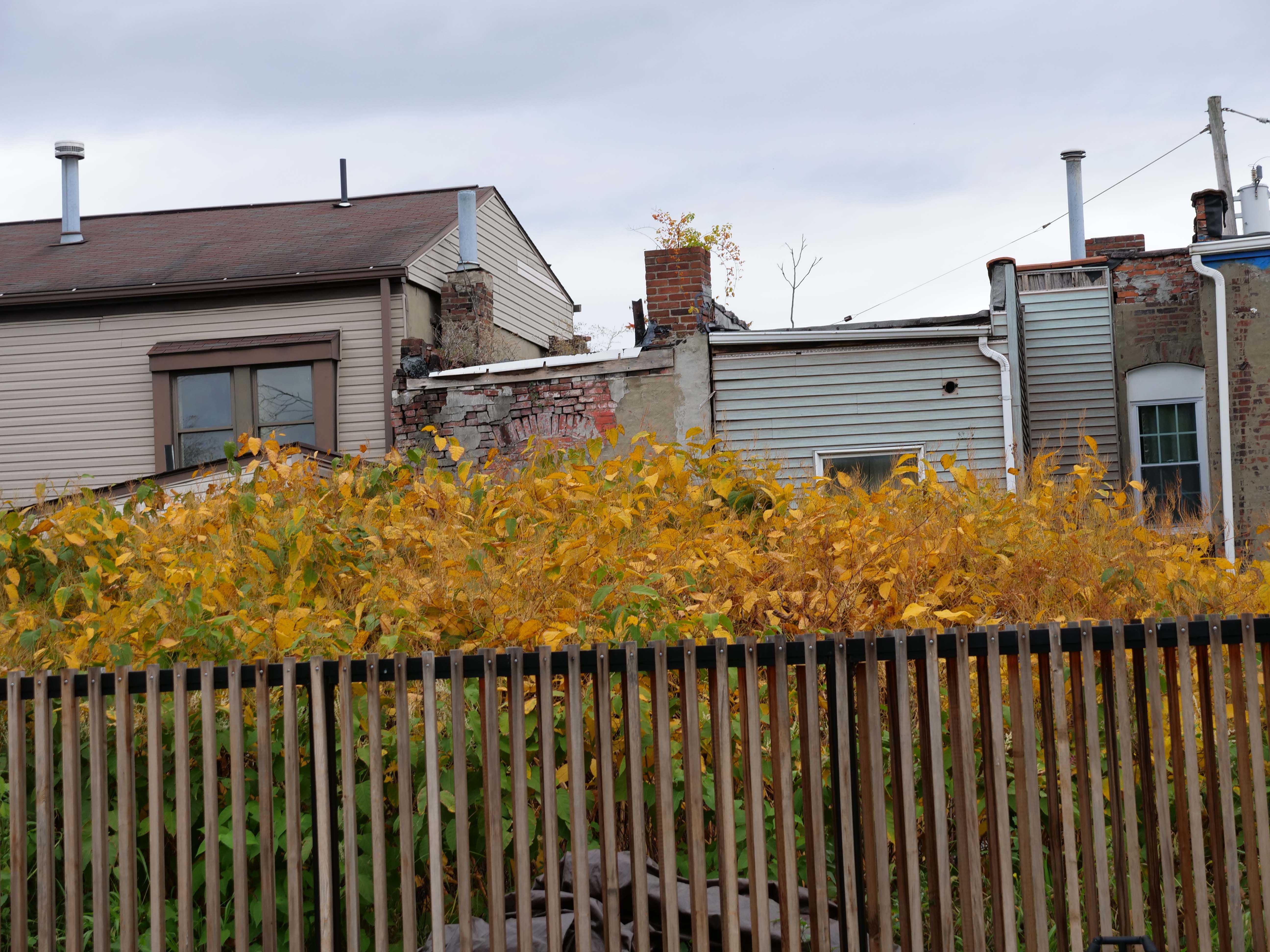 Houses in the Hill District. Photo by Zoya Arebamen, 2023.