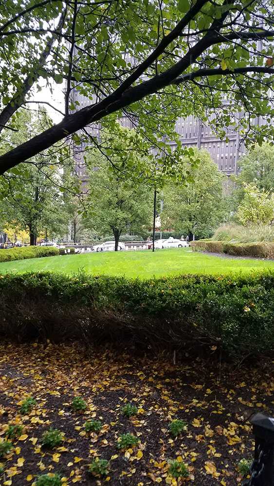 Grassy area in Mellon Green surrounded by shrubs. Photo by Elizabeth Madison. 